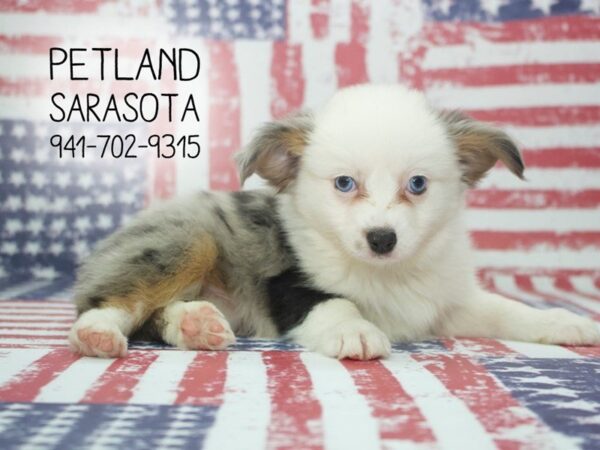 Miniature Australian Shepherd-DOG-Female-Blue Merle-23943-Dream Tails Sarasota, Florida