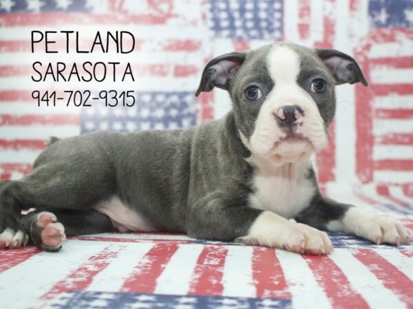 Boston Terrier-DOG-Male-Blue White-23948-Dream Tails Sarasota, Florida
