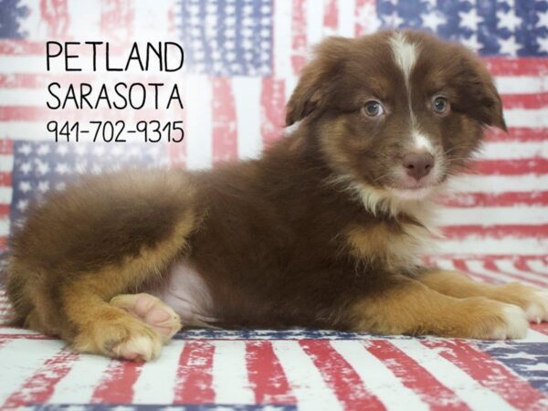 Australian Shepherd-DOG-Male-Red-23950-Dream Tails Sarasota, Florida