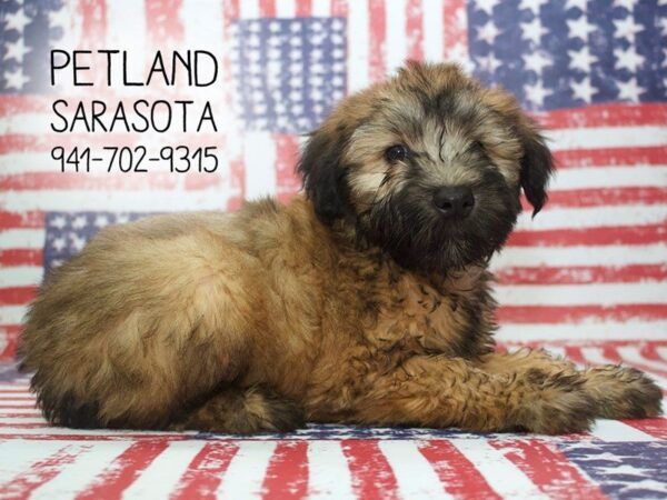 Soft Coated Wheaten Terrier-DOG-Male-Wheaten-23951-Dream Tails Sarasota, Florida