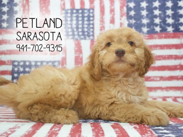 Miniature Goldendoodle-DOG-Male-Golden-23952-Dream Tails Sarasota, Florida