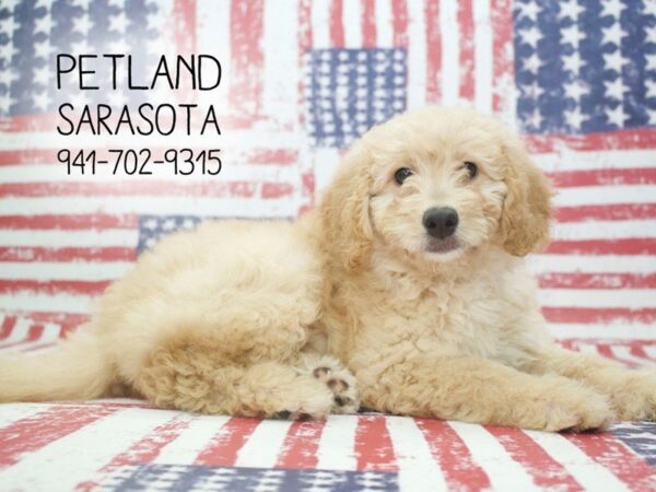 Miniature Goldendoodle-DOG-Female-Light Golden-23953-Dream Tails Sarasota, Florida