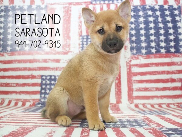 Shiba Inu-DOG-Male-Red Sesame-23954-Dream Tails Sarasota, Florida