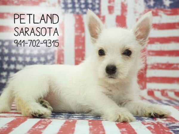 West Highland White Terrier-DOG-Female-White-23955-Dream Tails Sarasota, Florida