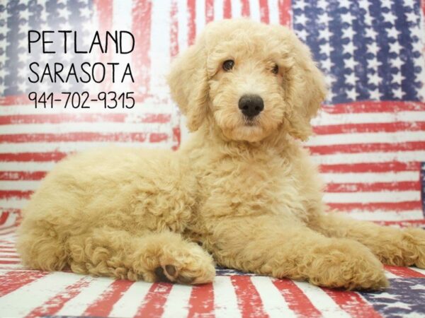 Standard Poodle-DOG-Female-Cream-23956-Dream Tails Sarasota, Florida