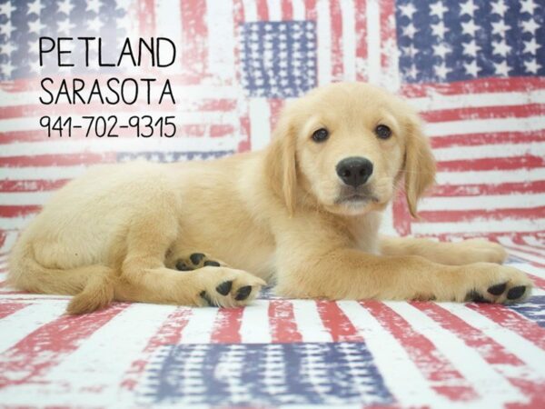 Golden Retriever-DOG-Male-Golden-23959-Dream Tails Sarasota, Florida