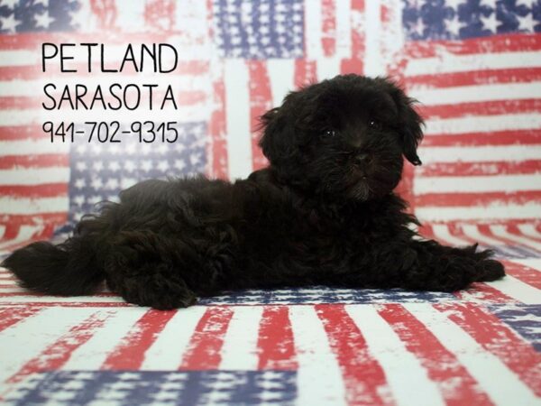 Maltipoo-DOG-Female-Black-23960-Dream Tails Sarasota, Florida