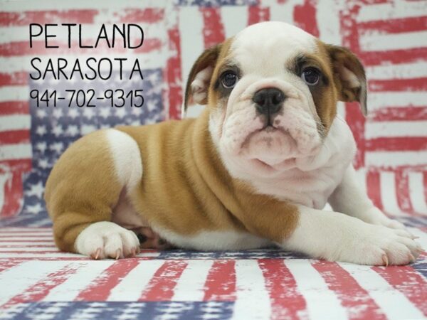 Bulldog-DOG-Male-Fawn / White-23962-Dream Tails Sarasota, Florida