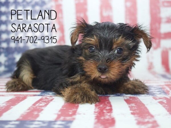 Yorkshire Terrier-DOG-Female-Black / Tan-23966-Dream Tails Sarasota, Florida
