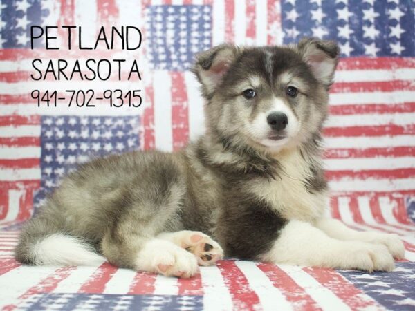 Huskimo-DOG-Female-BLACK WHITE-23969-Dream Tails Sarasota, Florida