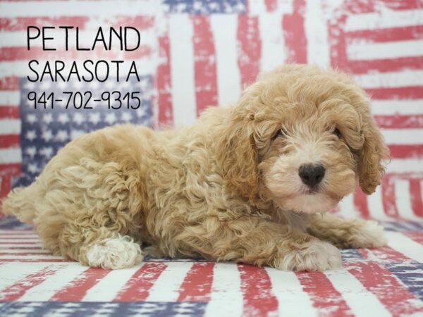 Miniature Poodle-DOG-Male-Apricot-23970-Dream Tails Sarasota, Florida