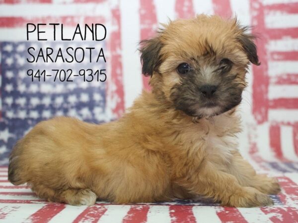 Morkie-DOG-Female-Beige-23974-Dream Tails Sarasota, Florida