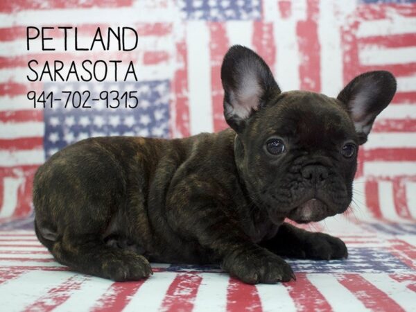 French Bulldog-DOG-Female-Brindle-23979-Dream Tails Sarasota, Florida