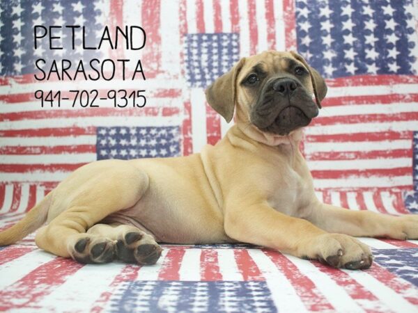 Bullmastiff-DOG-Male-Red Fawn-23981-Dream Tails Sarasota, Florida