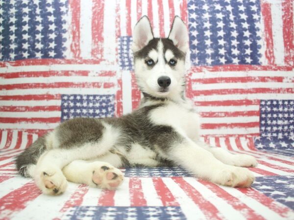 Siberian Husky-DOG-Male-Black / White-23984-Dream Tails Sarasota, Florida