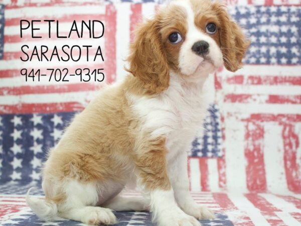 Cavalier King Charles-DOG-Female-BHEIM-23990-Dream Tails Sarasota, Florida