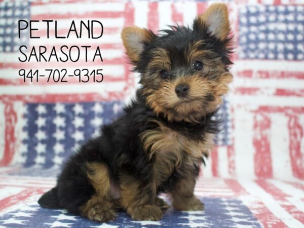 Yorkshire Terrier-DOG-Male-BLK & GLD-23991-Dream Tails Sarasota, Florida
