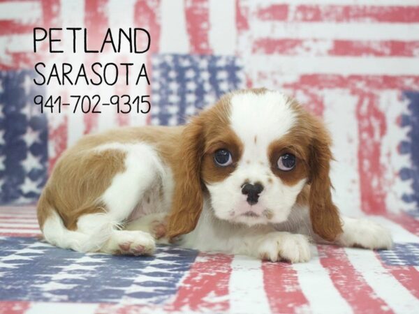 Cavalier King Charles Spaniel-DOG-Male-Blenheim-23994-Dream Tails Sarasota, Florida