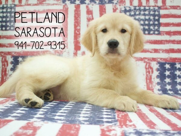 Golden Retriever-DOG-Female-Cream-23996-Dream Tails Sarasota, Florida
