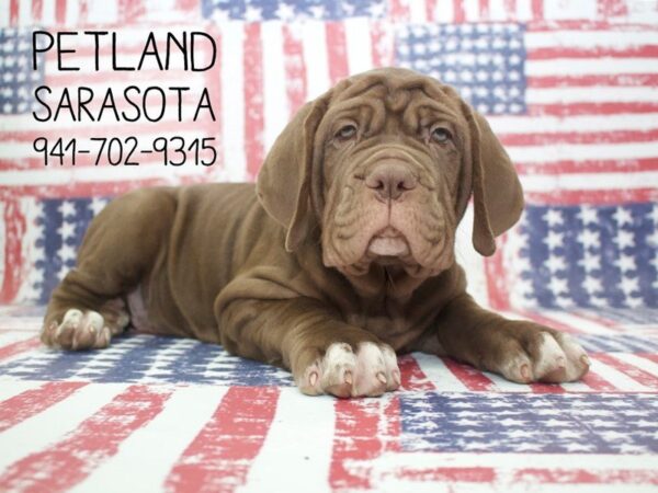 Neapolitan Mastiff-DOG-Female-Mahogany-23998-Dream Tails Sarasota, Florida
