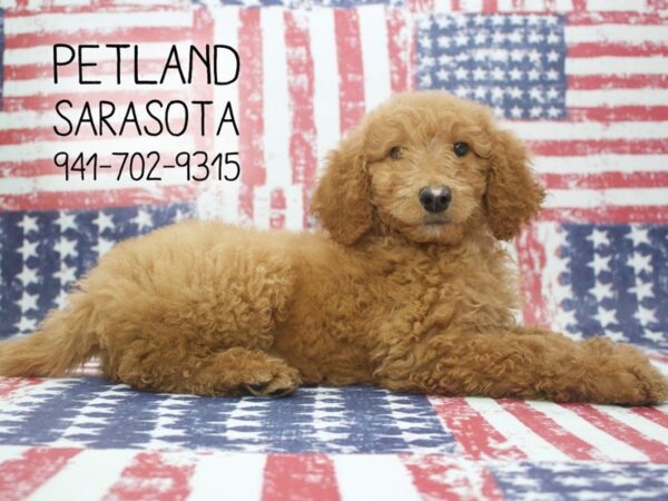 Goldendoodle-DOG-Female-Red-24000-Dream Tails Sarasota, Florida