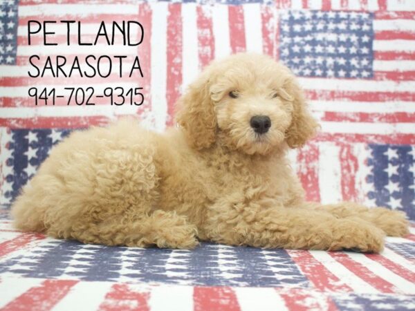 Goldendoodle-DOG-Male-Golden-24001-Dream Tails Sarasota, Florida