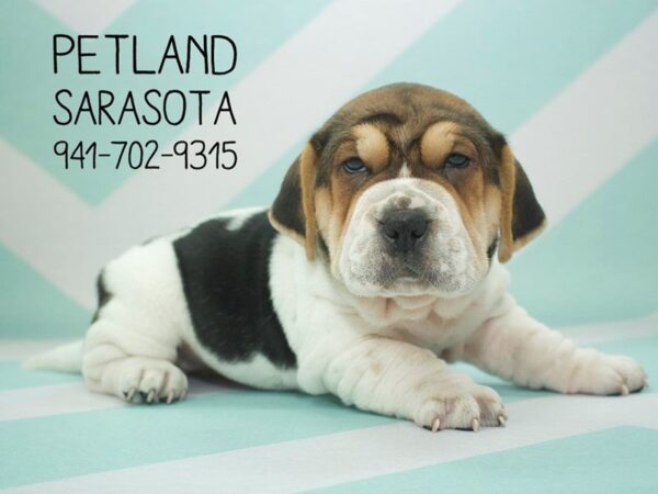 Walrus-DOG-Male-TRI-24004-Dream Tails Sarasota, Florida