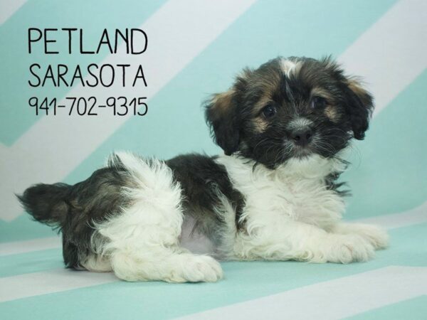Havanese-DOG-Female-brown white-24005-Dream Tails Sarasota, Florida