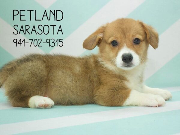 Pembroke Welsh Corgi-DOG-Female-Tri-Colored-24010-Dream Tails Sarasota, Florida
