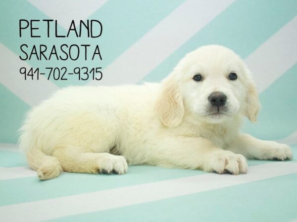 Golden Retriever-DOG-Male-Light Golden-24012-Dream Tails Sarasota, Florida