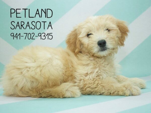 Miniature Goldendoodle-DOG-Female-Light Red-24016-Dream Tails Sarasota, Florida
