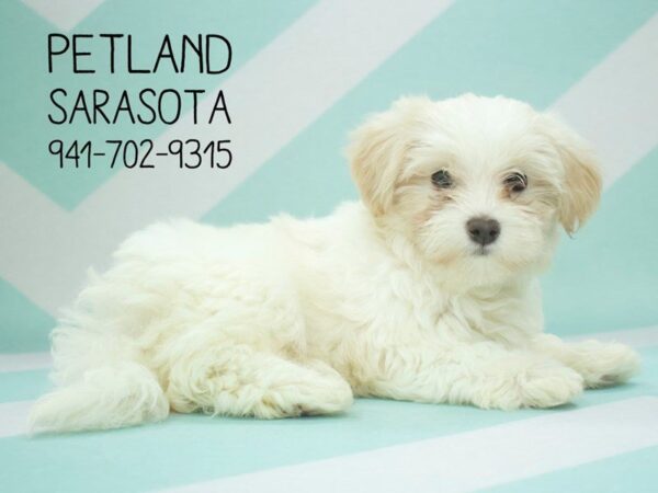 Maltese/Havanese-DOG-Male-Cream-24022-Dream Tails Sarasota, Florida