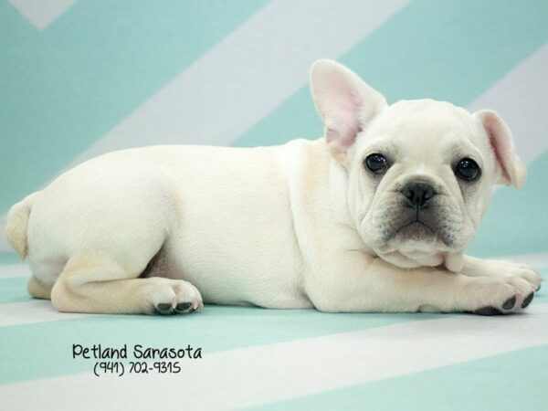 French Bulldog-DOG-Male-Cream-24037-Dream Tails Sarasota, Florida
