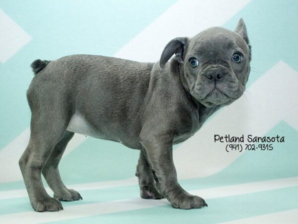 French Bulldog-DOG-Female-BLUE-24035-Dream Tails Sarasota, Florida