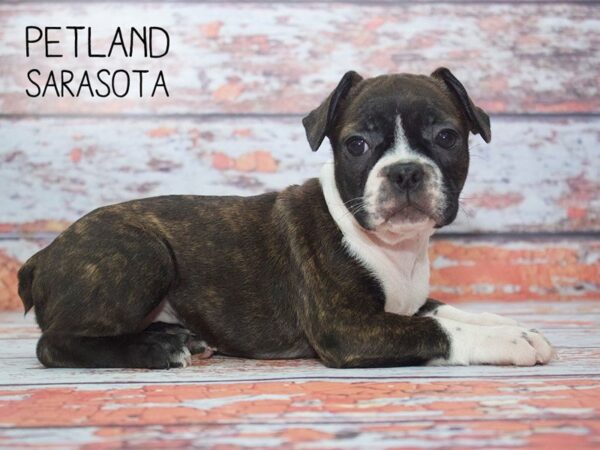 Frenchton-DOG-Female-Black wh-24197-Dream Tails Sarasota, Florida