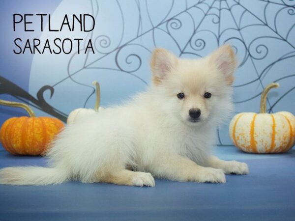 Pomeranian-DOG-Male-Cream-24237-Dream Tails Sarasota, Florida