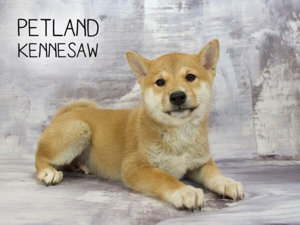 Shiba Inu-DOG-Male-rd-24310-Dream Tails Sarasota, Florida