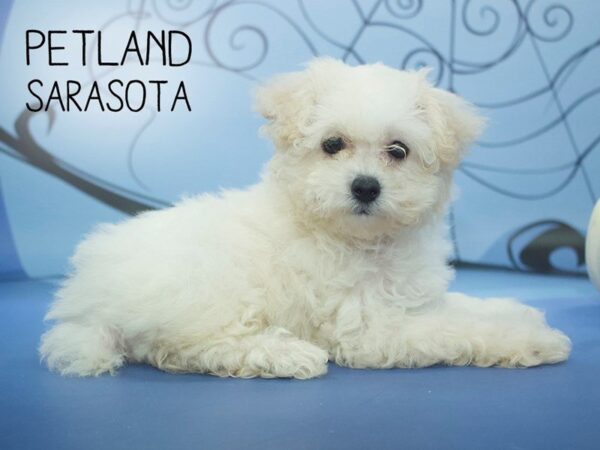 Cockapoo-DOG-Female-WHITE-24247-Dream Tails Sarasota, Florida