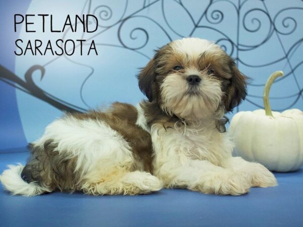 Shih Tzu-DOG-Female-BROWN WHITE-24249-Dream Tails Sarasota, Florida