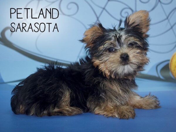 Yorkshire Terrier-DOG-Male-BLK & TN-24252-Dream Tails Sarasota, Florida
