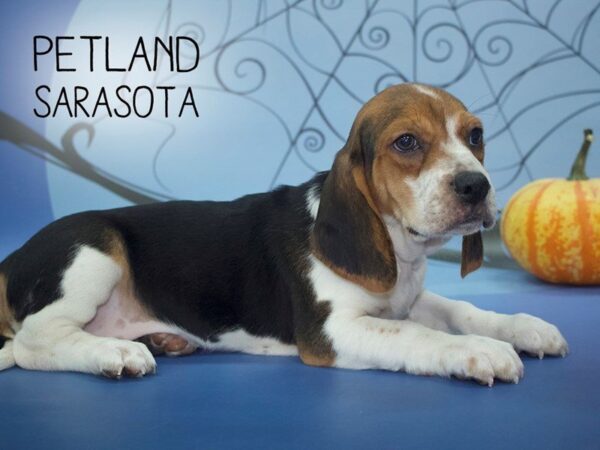 Beagle-DOG-Male-TRI-24260-Dream Tails Sarasota, Florida