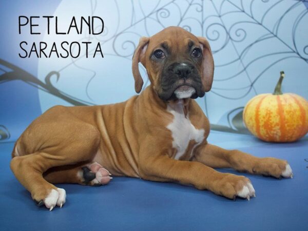 Boxer-DOG-Male-Fawn / White-24265-Dream Tails Sarasota, Florida