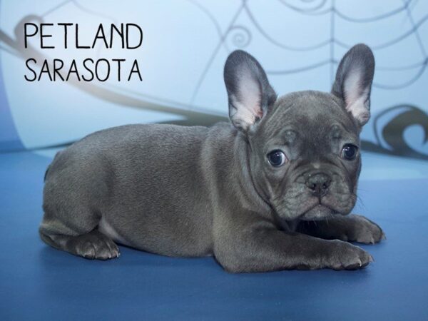French Bulldog-DOG-Female-Blue-24278-Dream Tails Sarasota, Florida