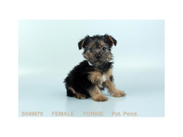 Yorkshire Terrier-DOG-Female-BLK & TN-24309-Dream Tails Sarasota, Florida