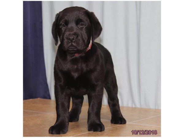 Labrador Retriever-DOG-Female-Black-24297-Dream Tails Sarasota, Florida