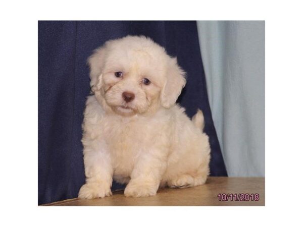 Shipoo-DOG-Male-White-24305-Dream Tails Sarasota, Florida