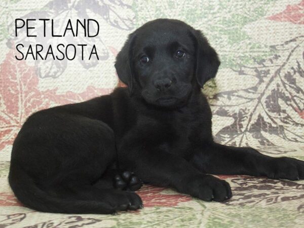 Labrador Retriever-DOG-Male-Black-24281-Dream Tails Sarasota, Florida
