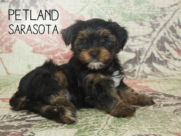 Morkie-DOG-Male-BLACK TAN-24283-Dream Tails Sarasota, Florida