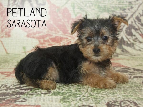 Yorkshire Terrier-DOG-Male-black tan-24284-Dream Tails Sarasota, Florida