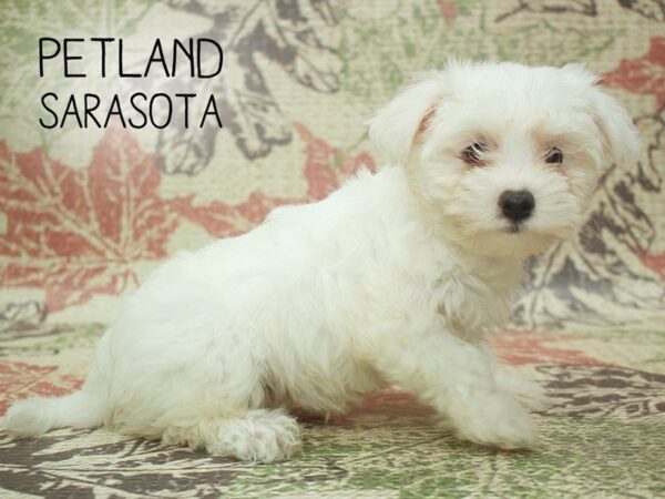 Maltese-DOG-Female-WHITE-24288-Dream Tails Sarasota, Florida